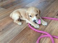 Little cocker spaniel puppy playing on the floor