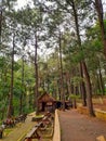 Little coffe in the pinus forest