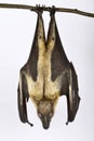 Little collared fruit bat Myonycteris torquata Royalty Free Stock Photo