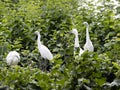 Little colonies Great White Egret, Egretta album, has nests on trees