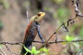 Little color chameleon sitting in grass detail photo