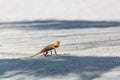 Oriental Garden Lizard, eastern garden lizard or changeable lizard on the rock against green background in natural garden Royalty Free Stock Photo