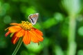 Little colorful butterfly on the orange flower Royalty Free Stock Photo