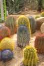 Little colorful cactus on the sand at nongnuch park, Pattaya, Thailand