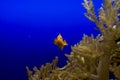 Little colorful clown fish swimming among anemones in the blue saltwater aquarium Royalty Free Stock Photo