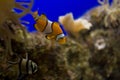 Little colorful clown fish swimming among anemones in the blue saltwater aquarium Royalty Free Stock Photo