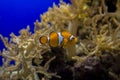 Little colorful clown fish swimming among anemones in the blue saltwater aquarium Royalty Free Stock Photo