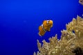 Little colorful clown fish swimming among anemones in the blue saltwater aquarium Royalty Free Stock Photo