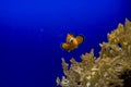 Little colorful clown fish swimming among anemones in the blue saltwater aquarium Royalty Free Stock Photo