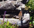 Little colorful house sparrow drinking water out of a wooden garden waterfountain in the summer