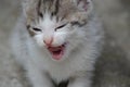 little colorful kitten yawns