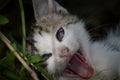 little colorful kitten yawns