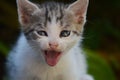 little colorful kitten yawns