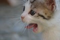 little colorful kitten yawns