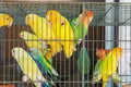 Little colorful parrots in a cage Royalty Free Stock Photo