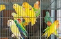 Little colorful parrots in a cage Royalty Free Stock Photo