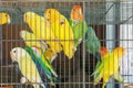 Little colorful parrots in a cage Royalty Free Stock Photo