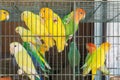 Little colorful parrots in a cage Royalty Free Stock Photo