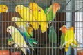 Little colorful parrots in a cage Royalty Free Stock Photo