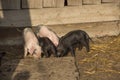 Little colorful pigs running around farm. Piglets look for food in yard