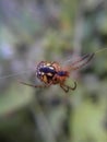 Little coloured spider on a single thin web. Macro. Royalty Free Stock Photo
