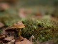 Little colourful mushroom on a tree and grass