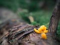 Little colourful mushroom on a tree and grass