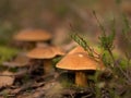 Little colourful mushroom on a tree and grass