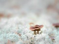 Little colourful mushroom on a tree and grass