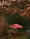 Little colourful muxomormushroom on a tree and grass