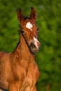 Little colt horse Royalty Free Stock Photo