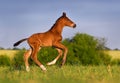 Little colt horse run Royalty Free Stock Photo