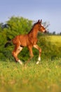 Little colt horse run Royalty Free Stock Photo