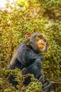 A little common Chimpanzee  Pan troglodytes schweinfurtii sitting in a tree eating, Kibale Forest National Park, Rwenzori Mounta Royalty Free Stock Photo