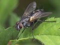 Little common fly resting at green leaf Royalty Free Stock Photo