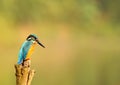 Little common Kingfisher