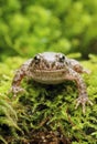 Little common midwife toad Alytes obstetricans Royalty Free Stock Photo