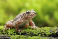 Little common midwife toad Alytes obstetricans Royalty Free Stock Photo