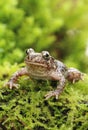 Little common midwife toad Alytes obstetricans Royalty Free Stock Photo