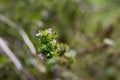 Little common pink tiny flowers and green branches.