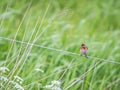 Little common redpoll on a rope