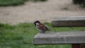 Common sparrow on wooden bench o gorrion comun sobre banco de madera