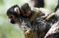 Little common squirrel monkey - mommy