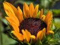 Little common sunflower