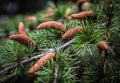 Little cones in evergreen pine