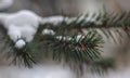 Little cones on snowly branch