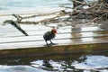 A Coot duckling standing on a wooden plank in a river