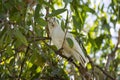 Little Corella bird in Australia