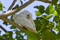 Little Corella Bird in Tree Pruning