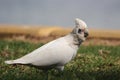 Little Corella (Cacatua sanguinea)